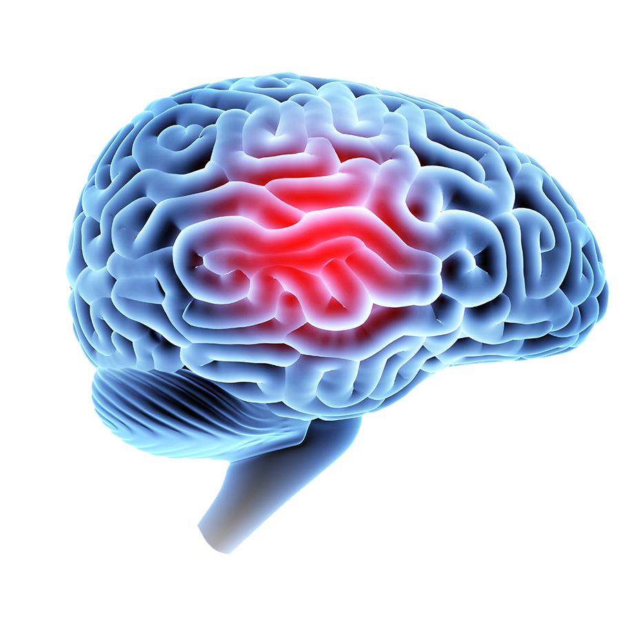 Brain