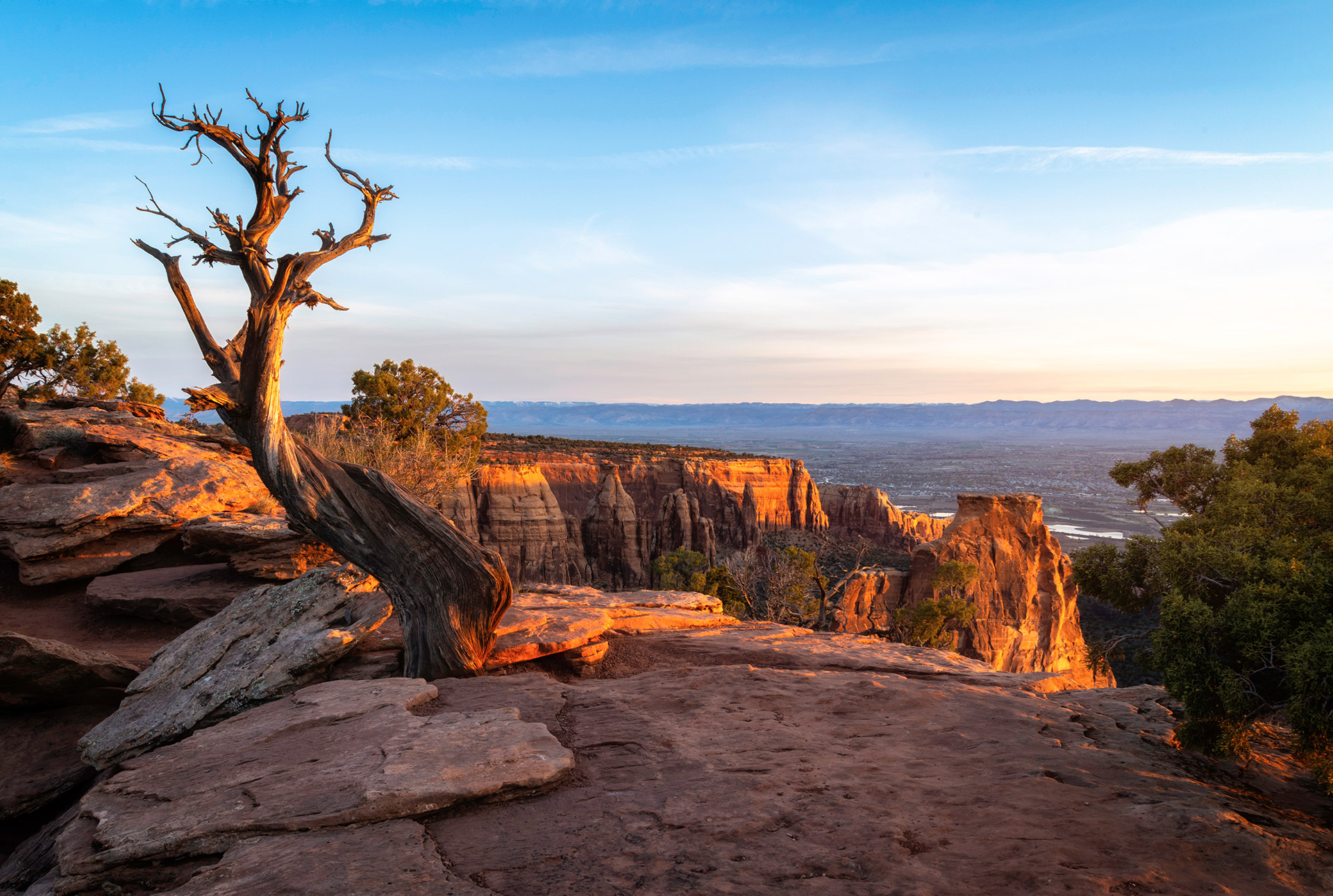 Lone tree on a canyon rim in Grand Junction, Colorado